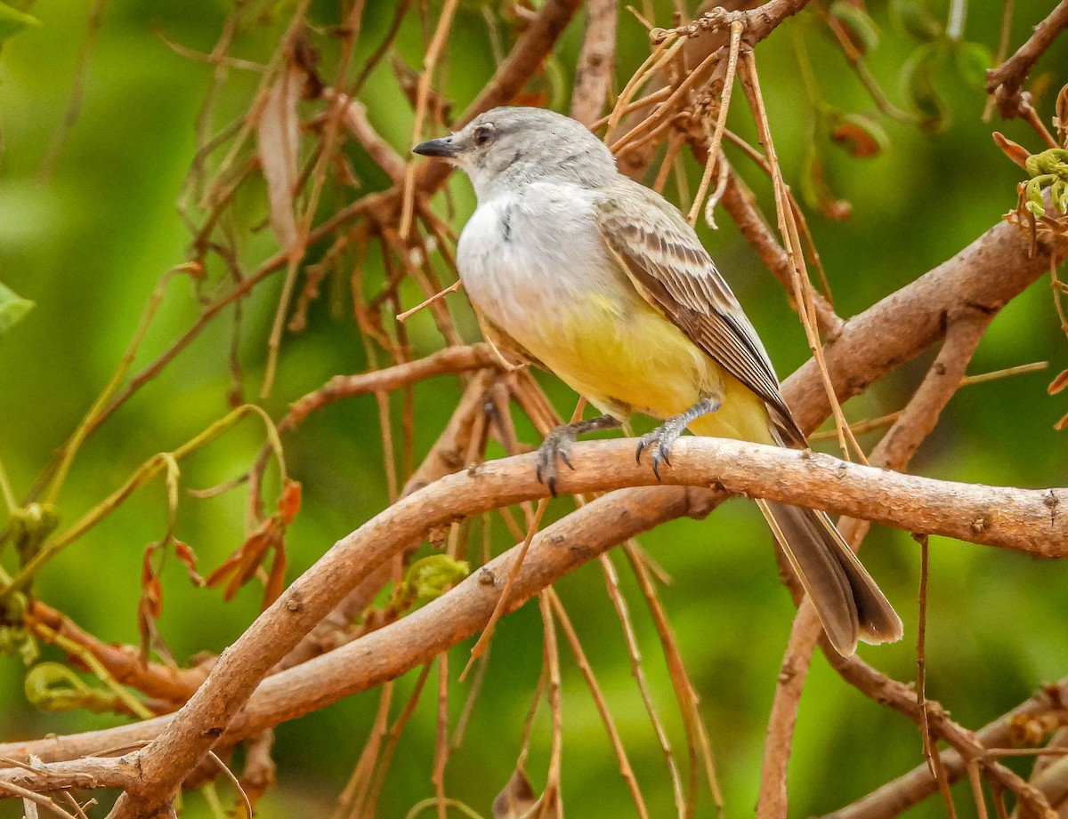 Suiriri Flycatcher - ML644329187