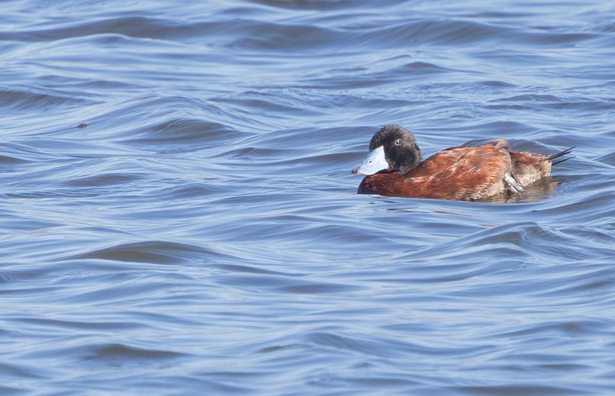 Maccoa Duck - ML644329190