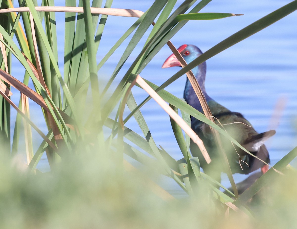 grønnryggsultanhøne - ML644329192