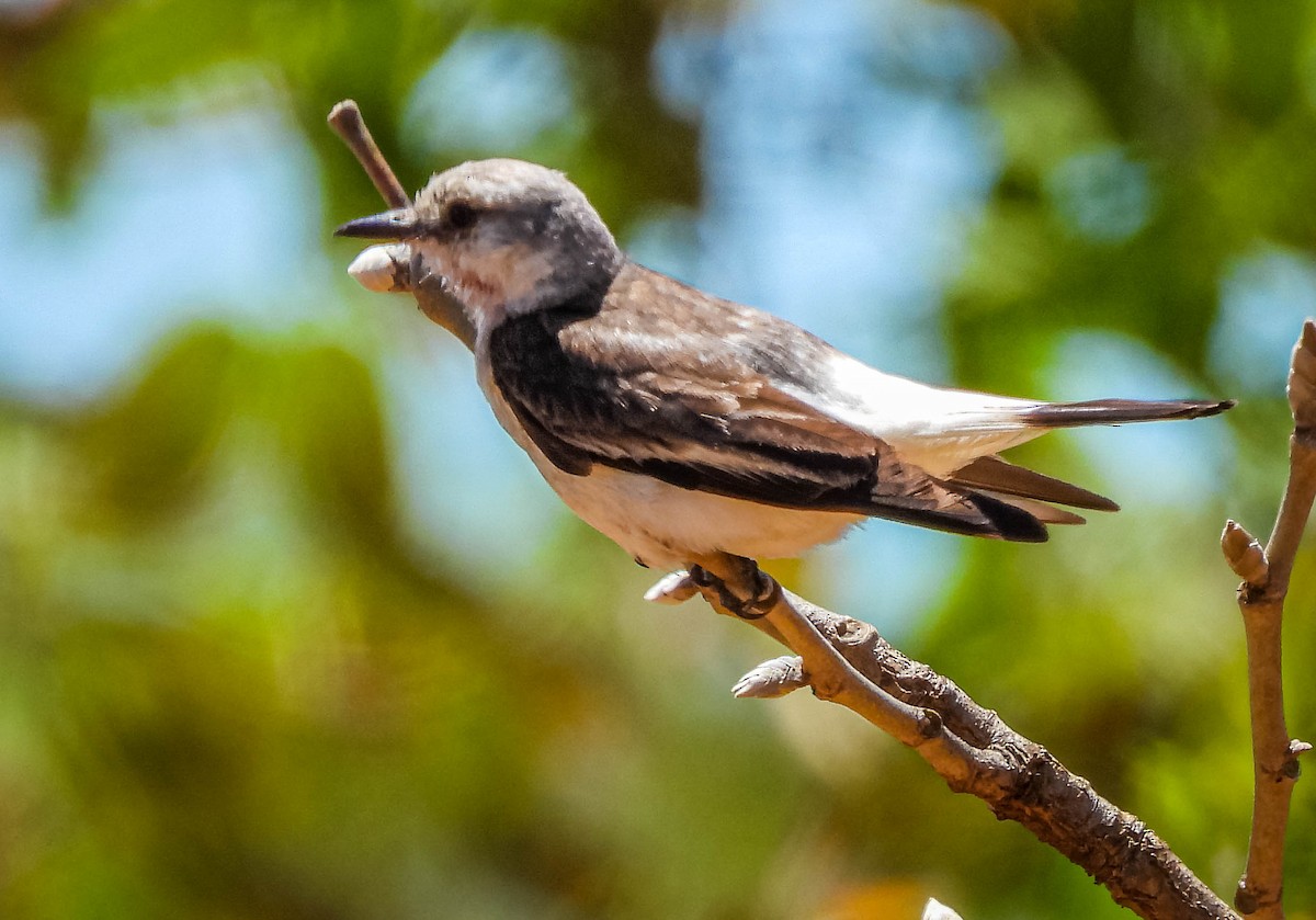 White-rumped Monjita - ML644329193