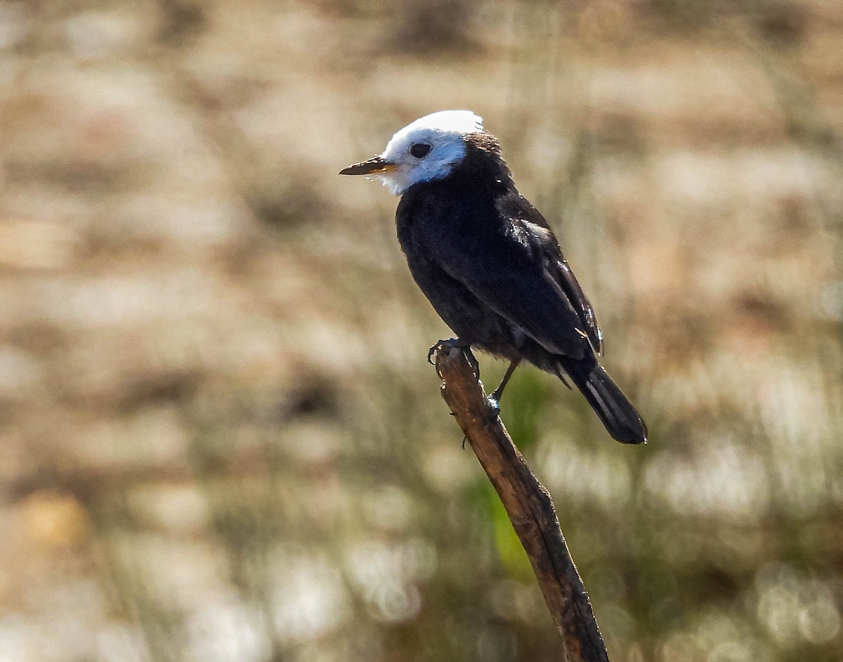 White-headed Marsh Tyrant - ML644329199