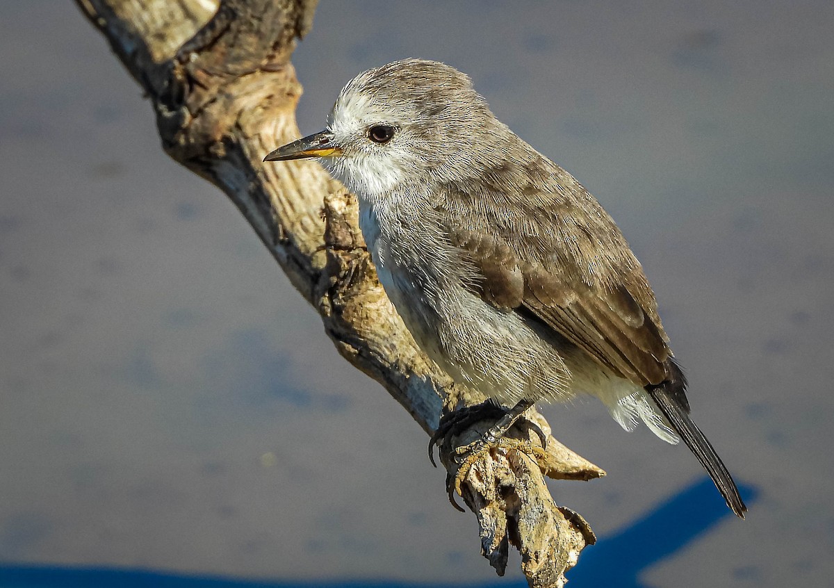 White-headed Marsh Tyrant - ML644329200