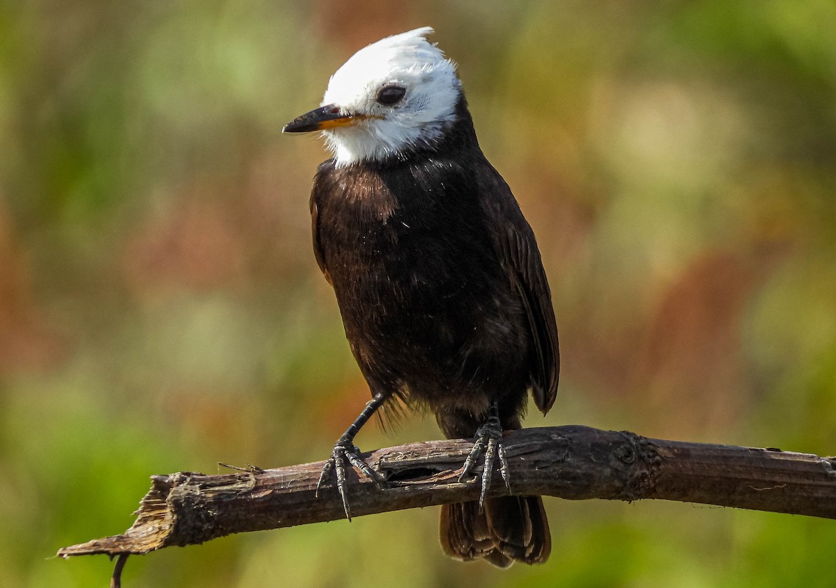 White-headed Marsh Tyrant - ML644329201
