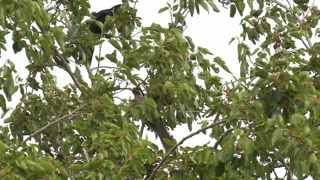 Pacific Koel (Australian) - ML644329202