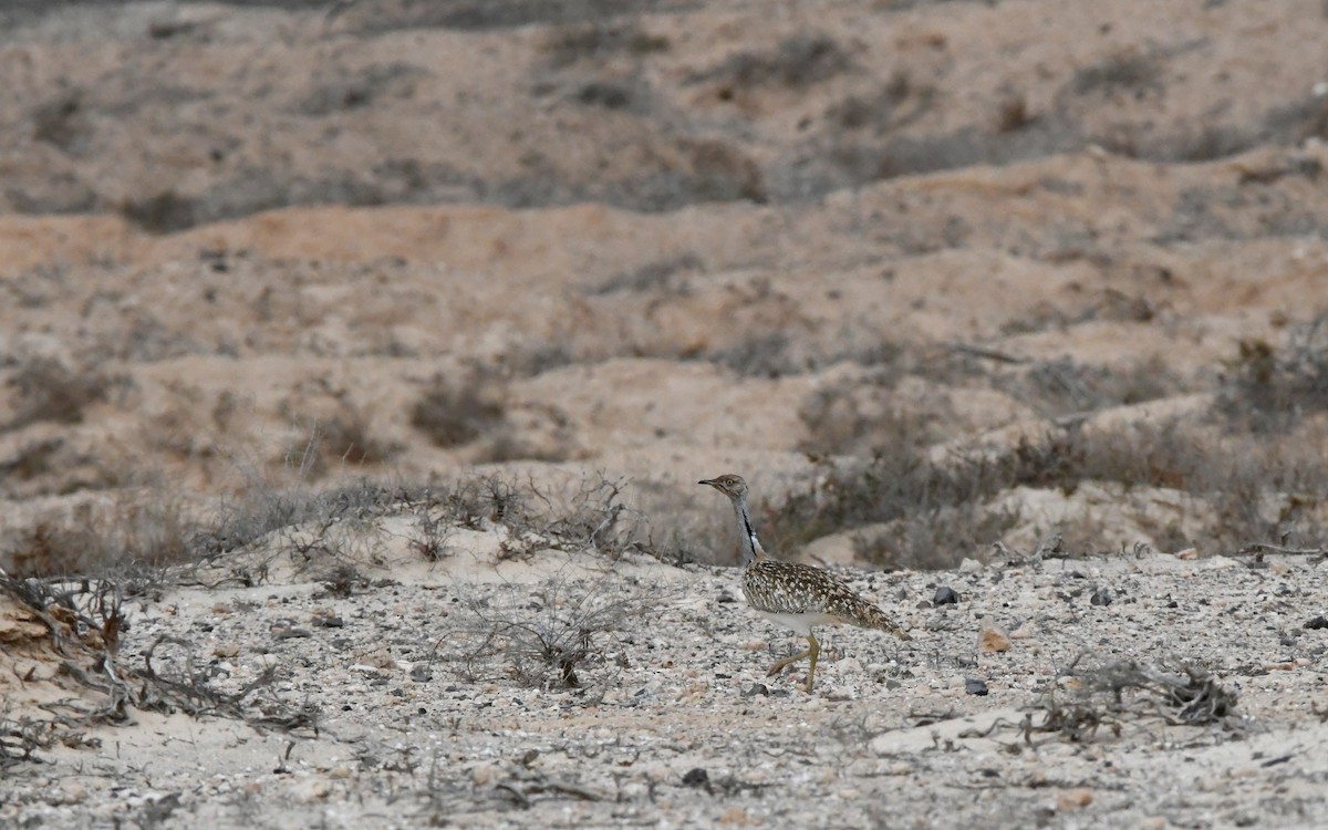 Saharakragentrappe - ML644329207