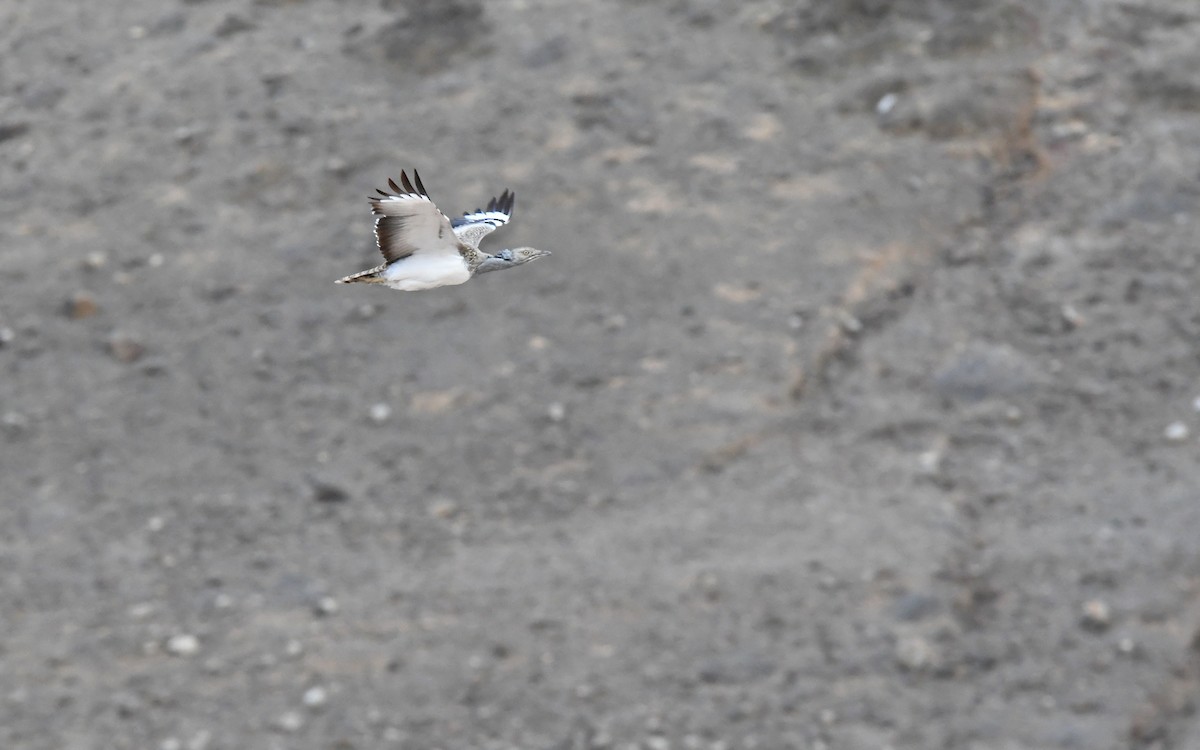 Saharakragentrappe - ML644329209