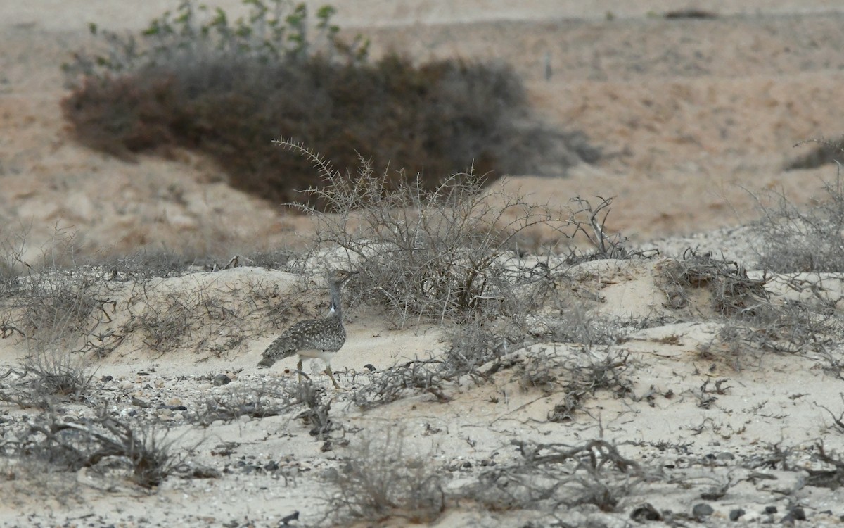 Saharakragentrappe - ML644329210