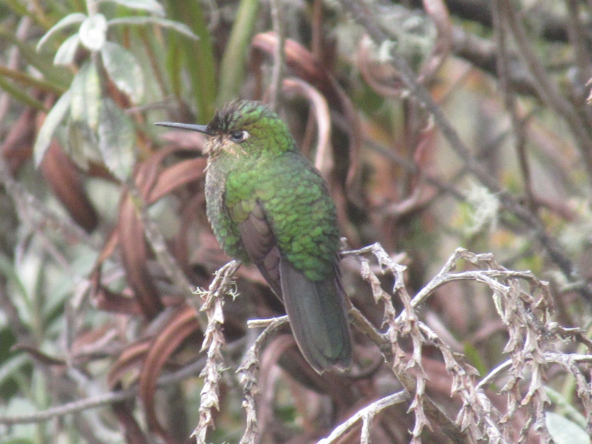 キンミドリテリオハチドリ - ML644329222