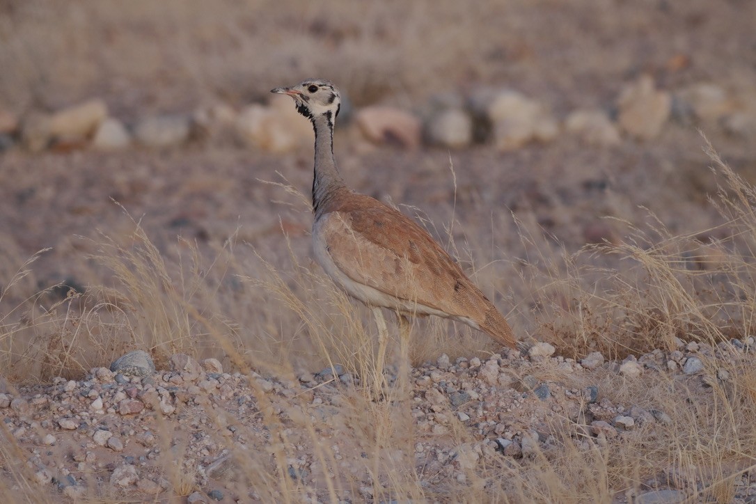 Rüppell's Bustard - ML644329224