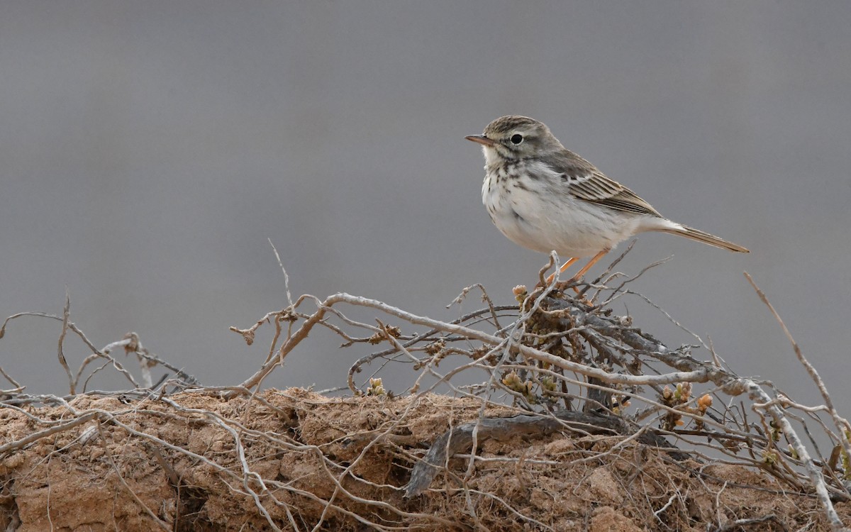 Berthelot's Pipit - ML644329227