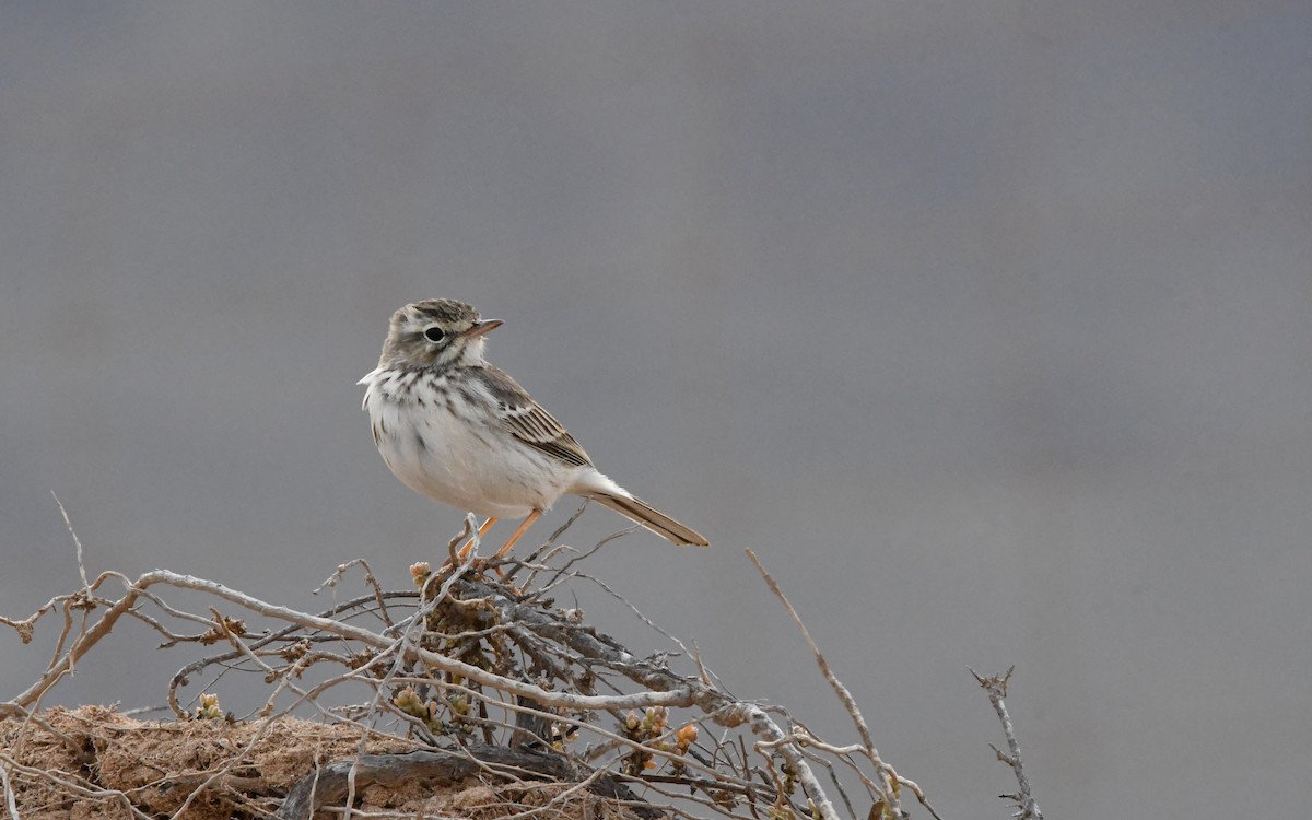 Berthelot's Pipit - ML644329228