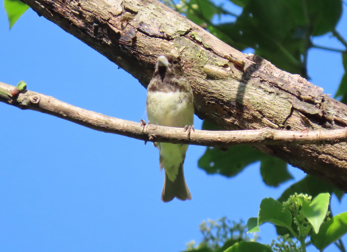 Gelbbauchspelzer - ML644329232