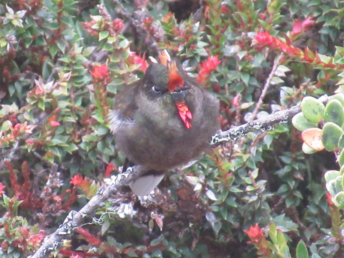 ニジイロコバシハチドリ - ML644329233