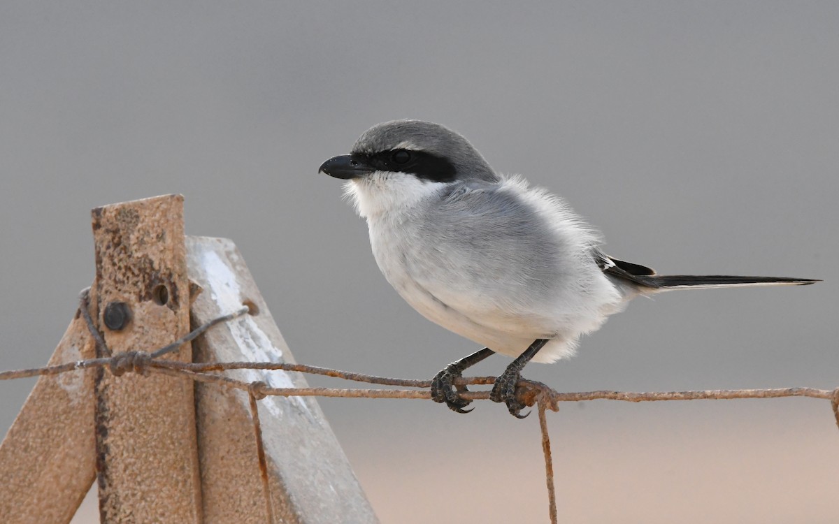 Great Gray Shrike - ML644329247