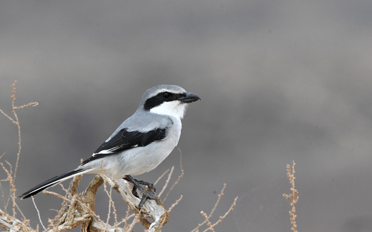 Great Gray Shrike - ML644329248