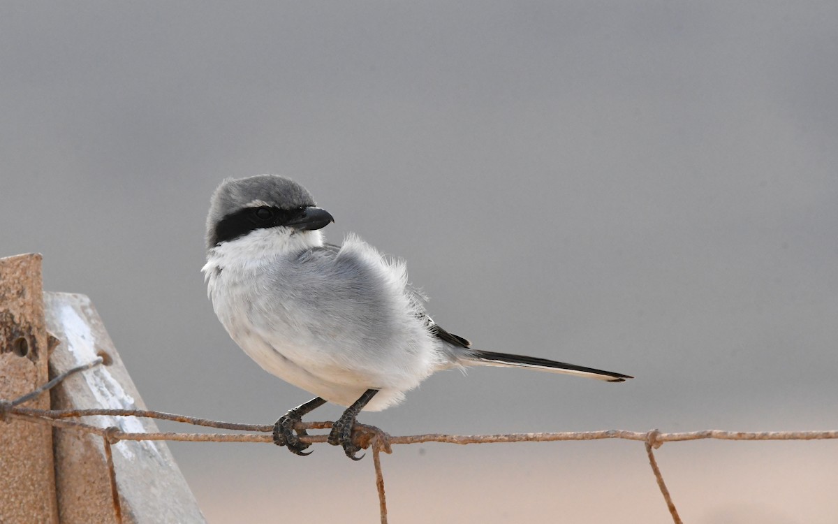 Great Gray Shrike - ML644329249