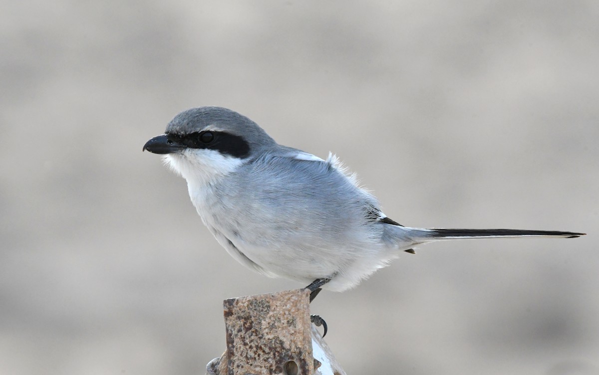 Great Gray Shrike - ML644329250