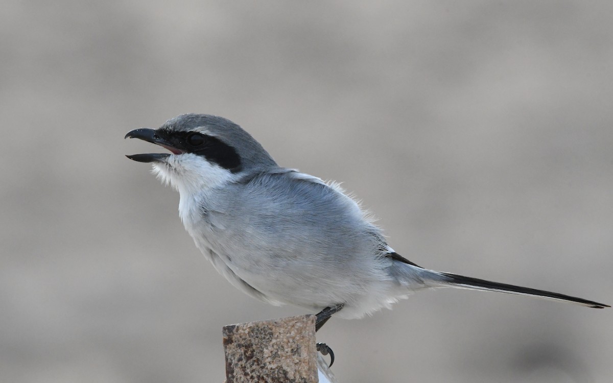 Great Gray Shrike - ML644329251