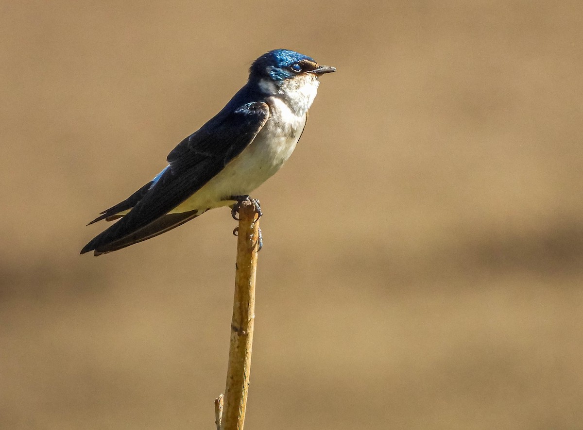 Hirondelle à diadème - ML644329252