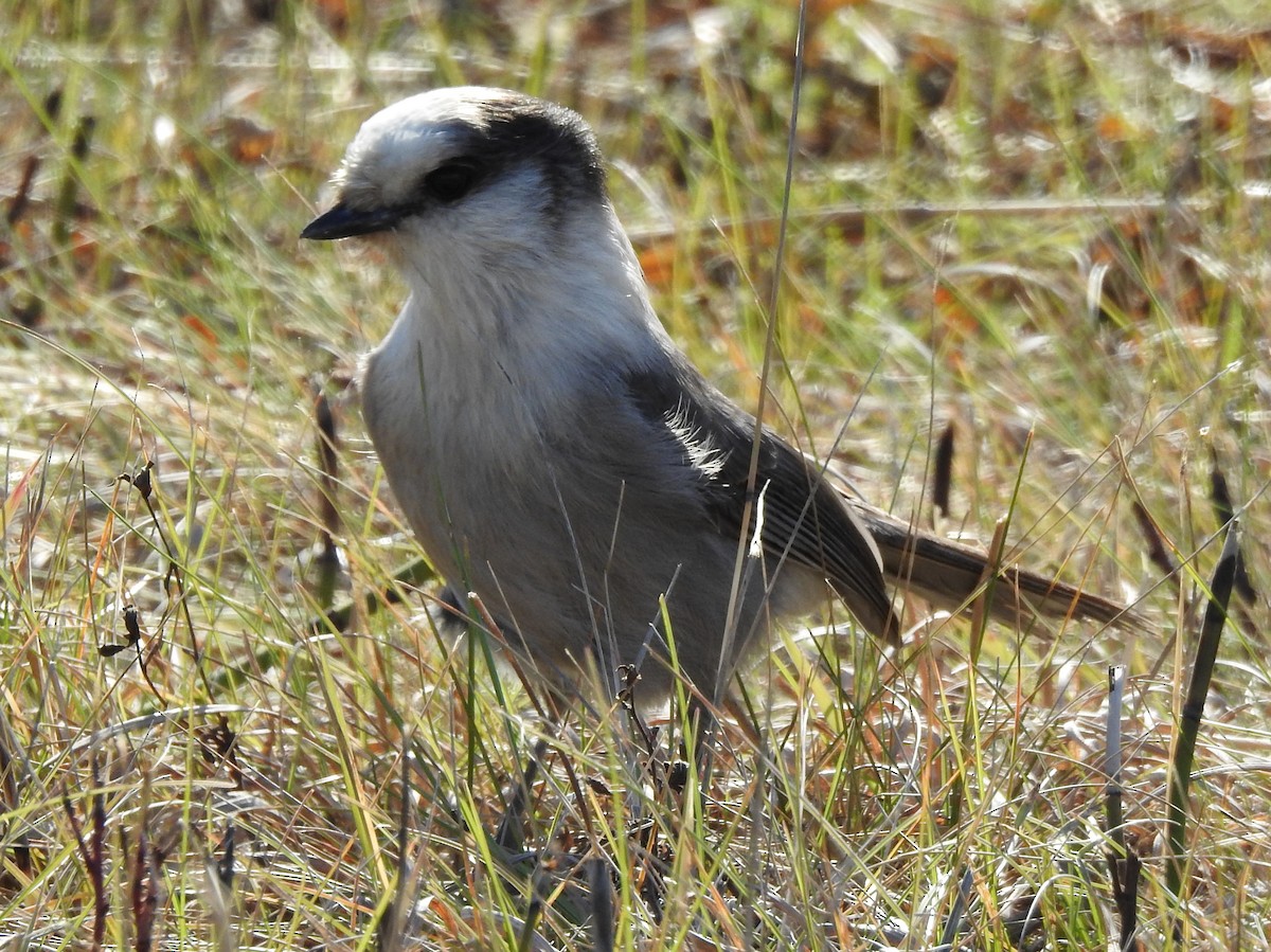カナダカケス - ML644329258