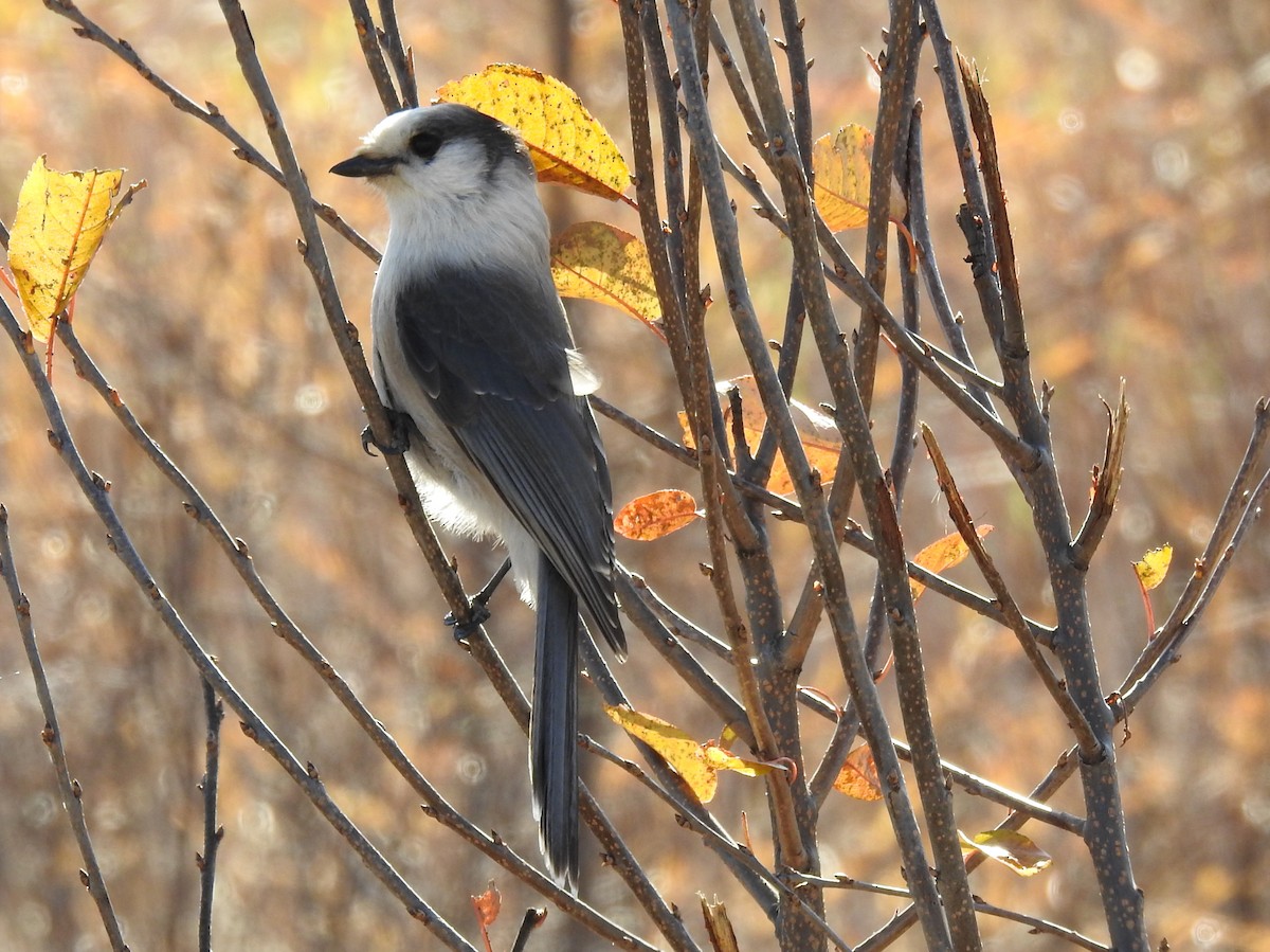 カナダカケス - ML644329260