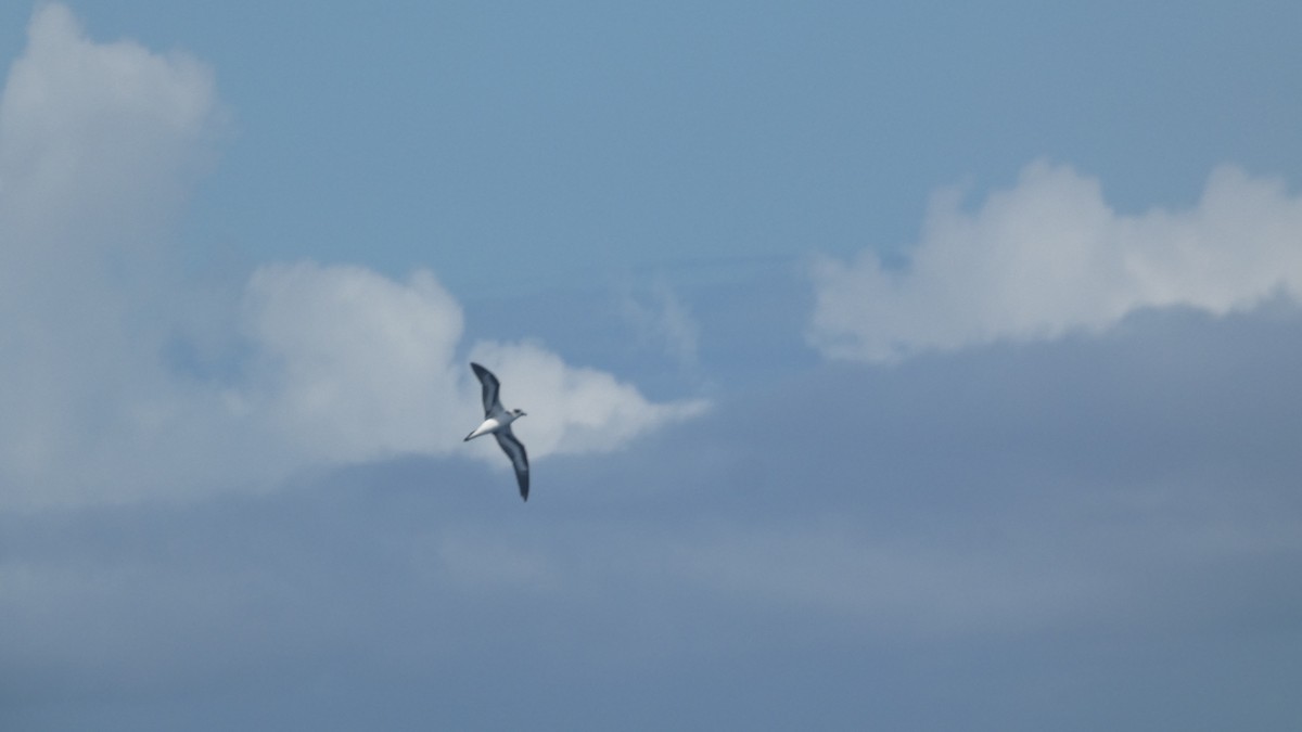 Pétrel diablotin - ML644329261