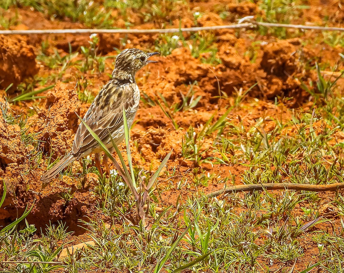 Yellowish Pipit - ML644329262