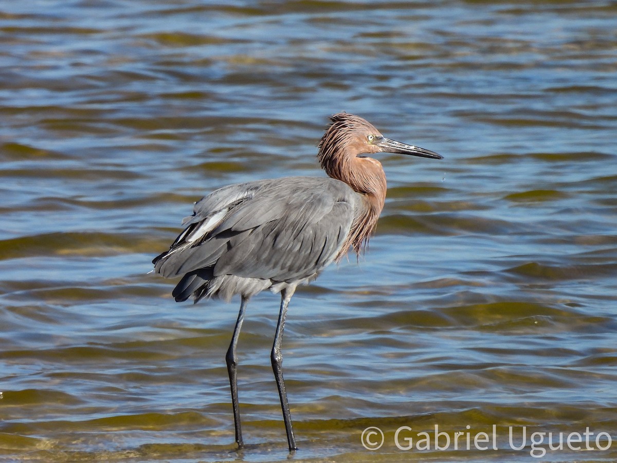 Reddish Egret - ML644329263
