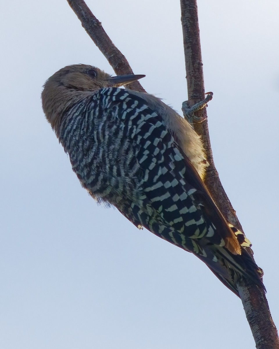 Pic des saguaros - ML644329269