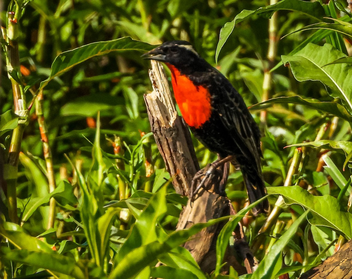 White-browed Meadowlark - ML644329270