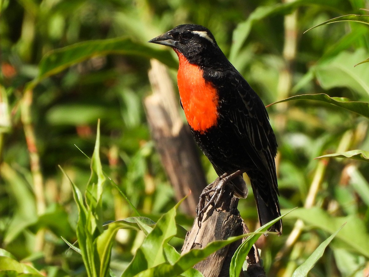 White-browed Meadowlark - ML644329271