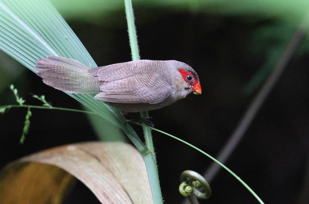 Common Waxbill - ML644329274