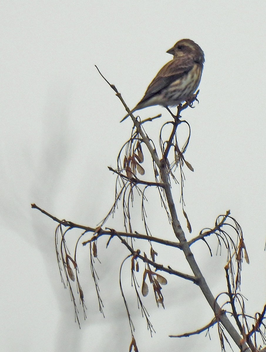 ムラサキマシコ - ML644329281