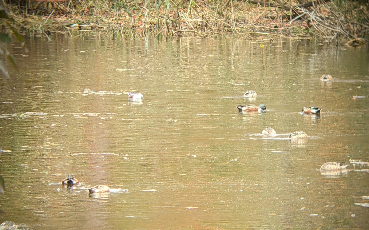 Mestolone - ML644329282