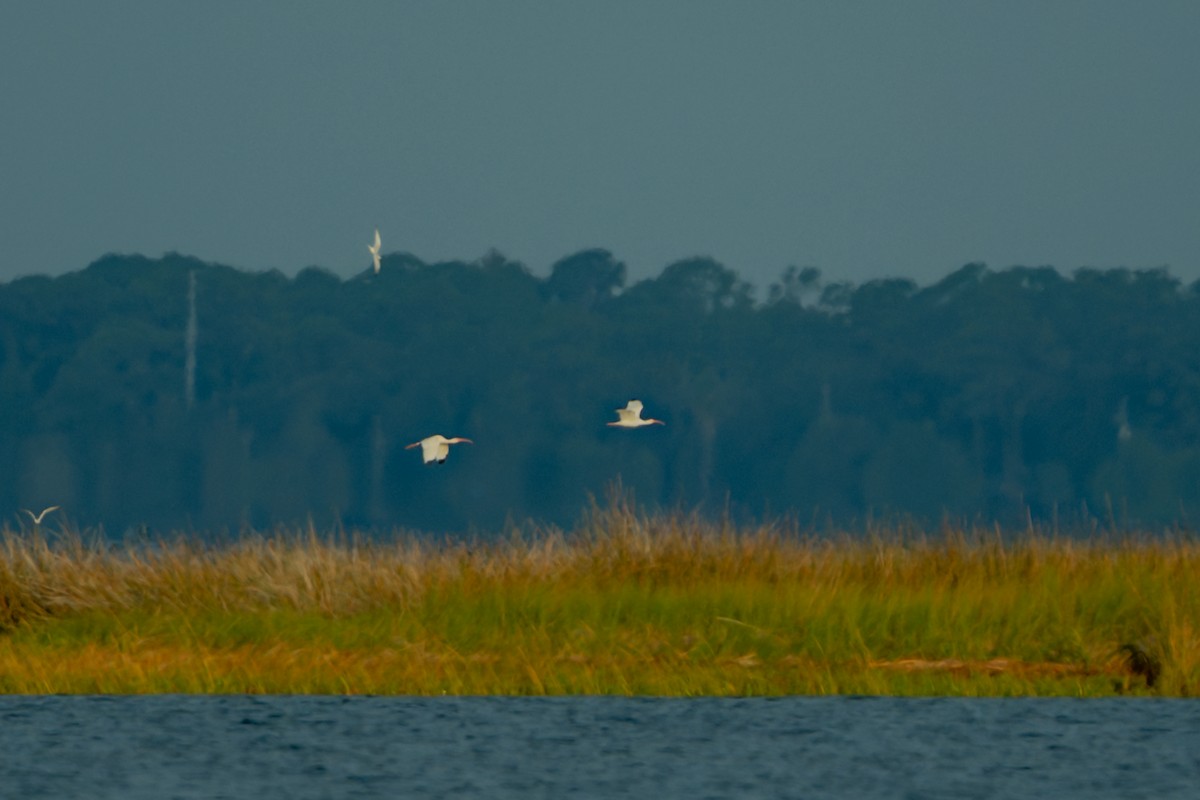 White Ibis - ML644329289