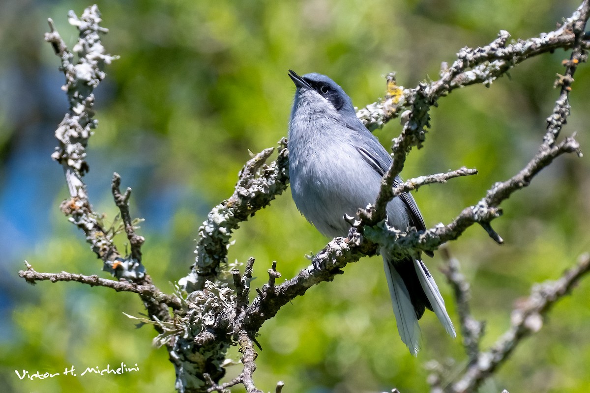 maskemyggsmett - ML644329291