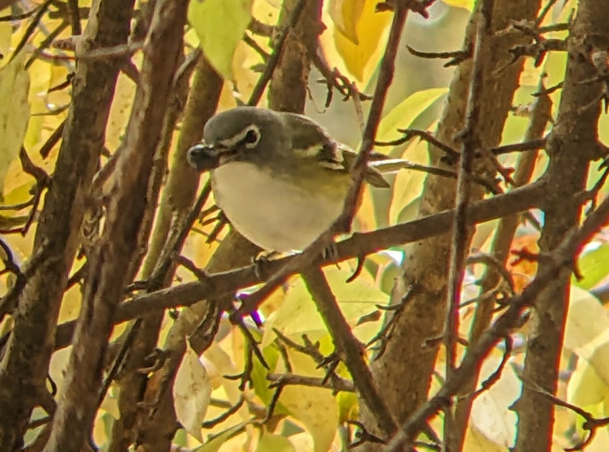 Blue-headed Vireo - ML644329305