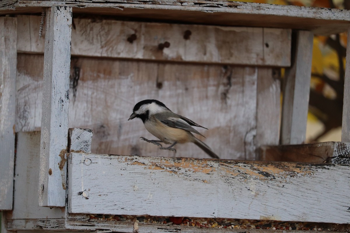 Black-capped Chickadee - ML644329307