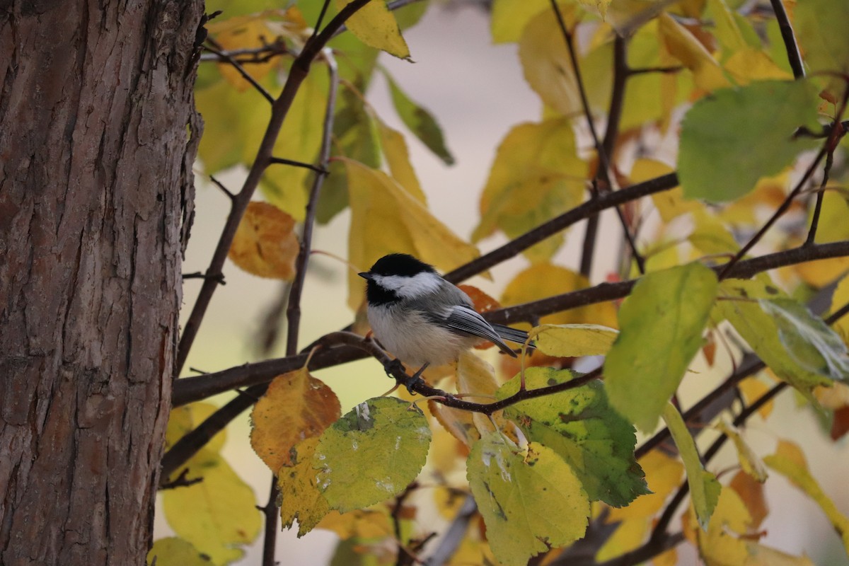 Black-capped Chickadee - ML644329308