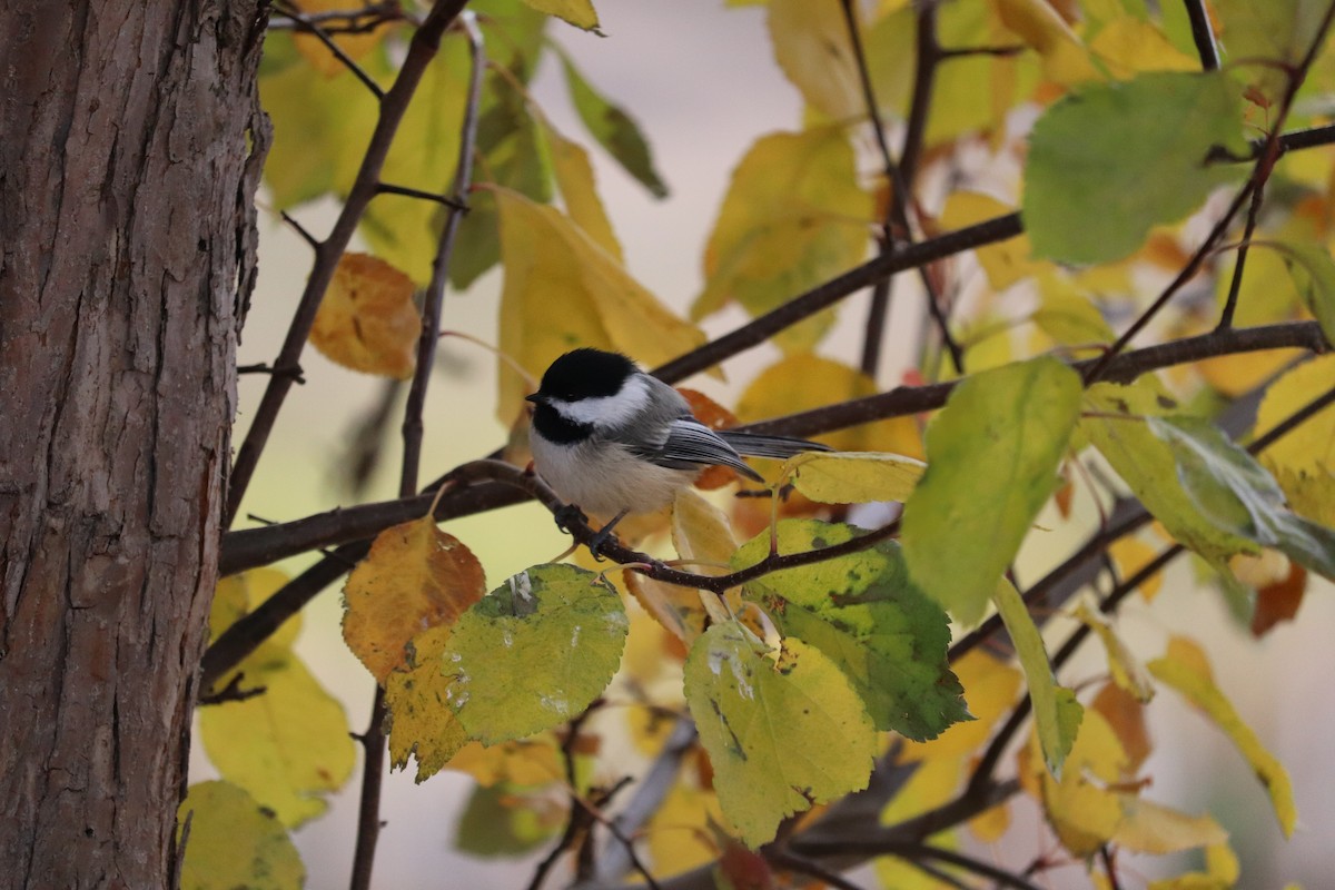 Black-capped Chickadee - ML644329309