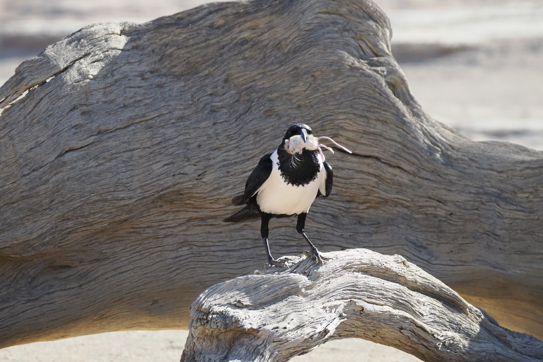 vrána černobílá - ML644329310