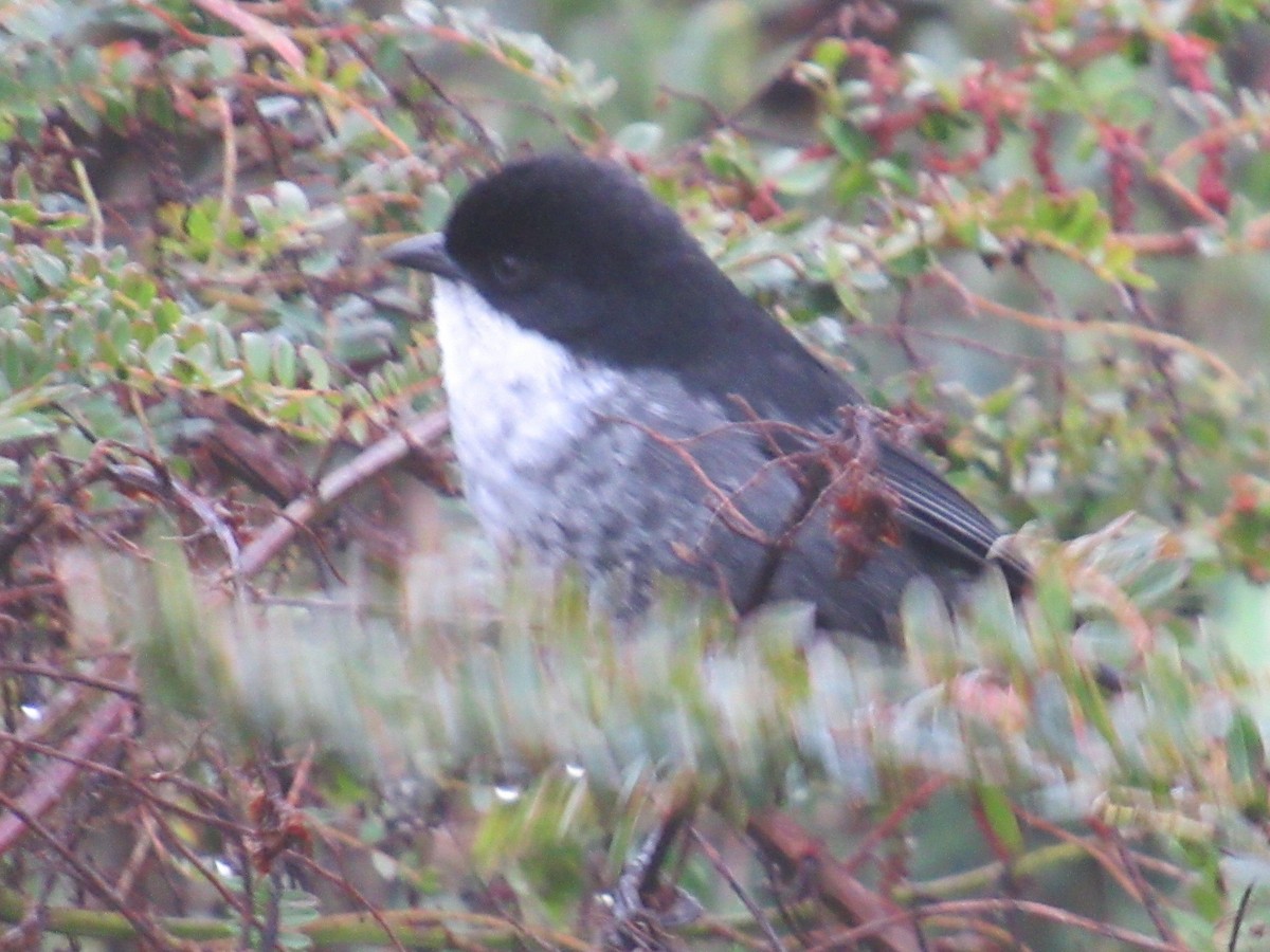 セグロシトド - ML644329311