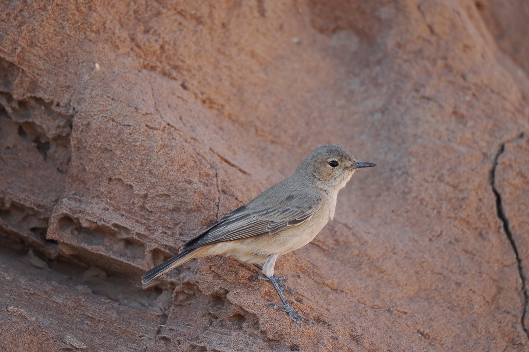 Familiar Chat - ML644329315