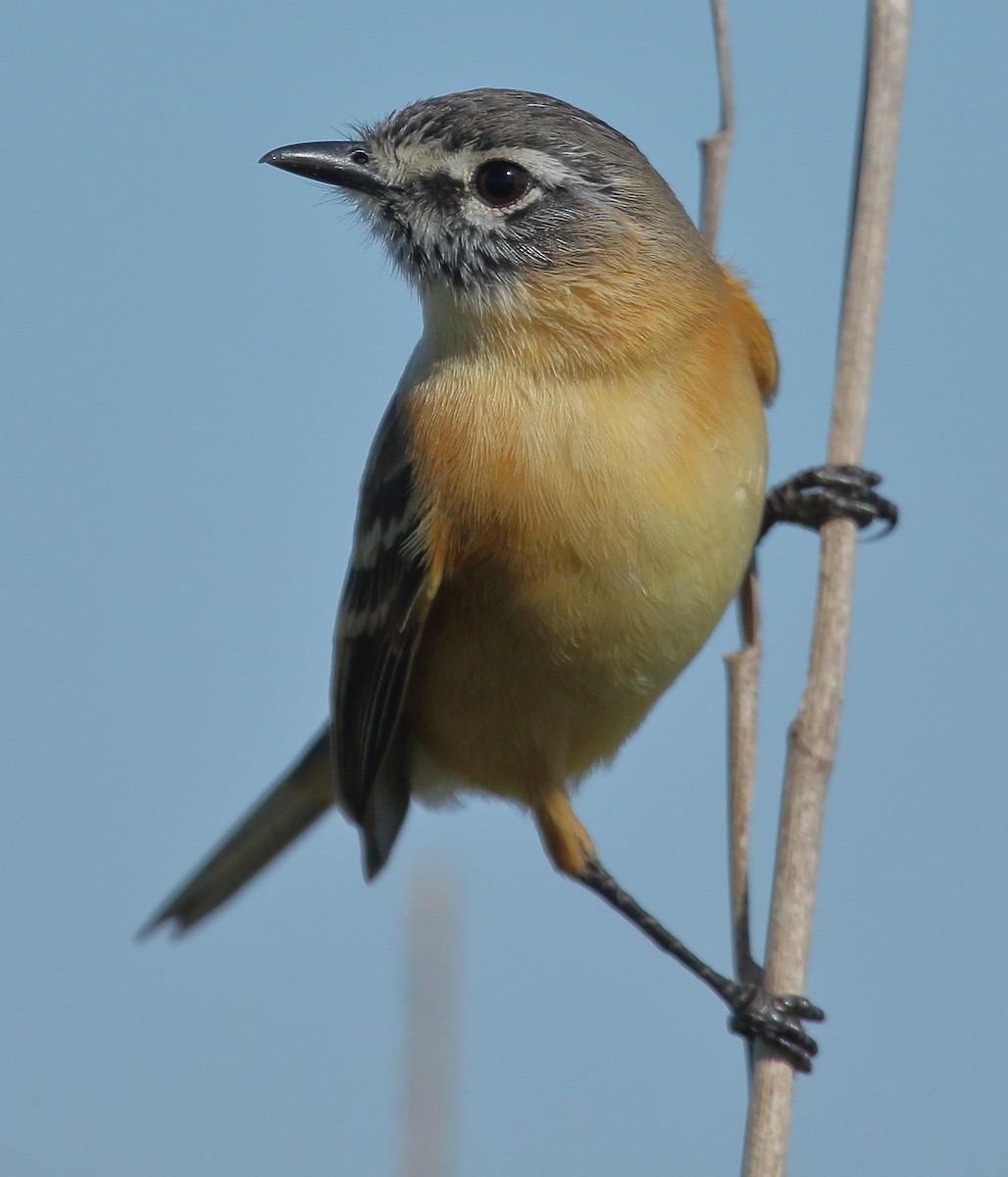 Bearded Tachuri - ML644329326