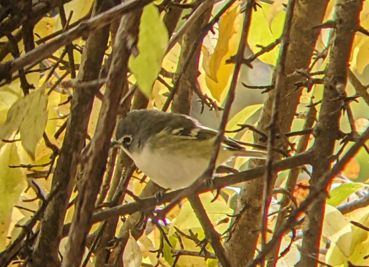 Blue-headed Vireo - ML644329328
