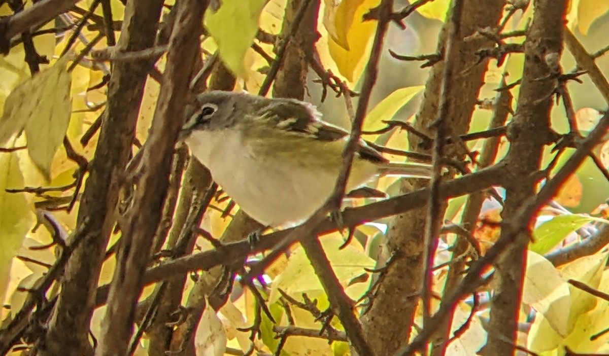 Blue-headed Vireo - ML644329330