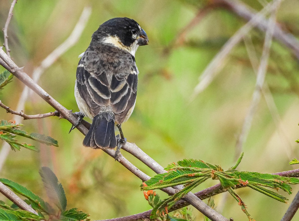 rustnakkefrøeter - ML644329331