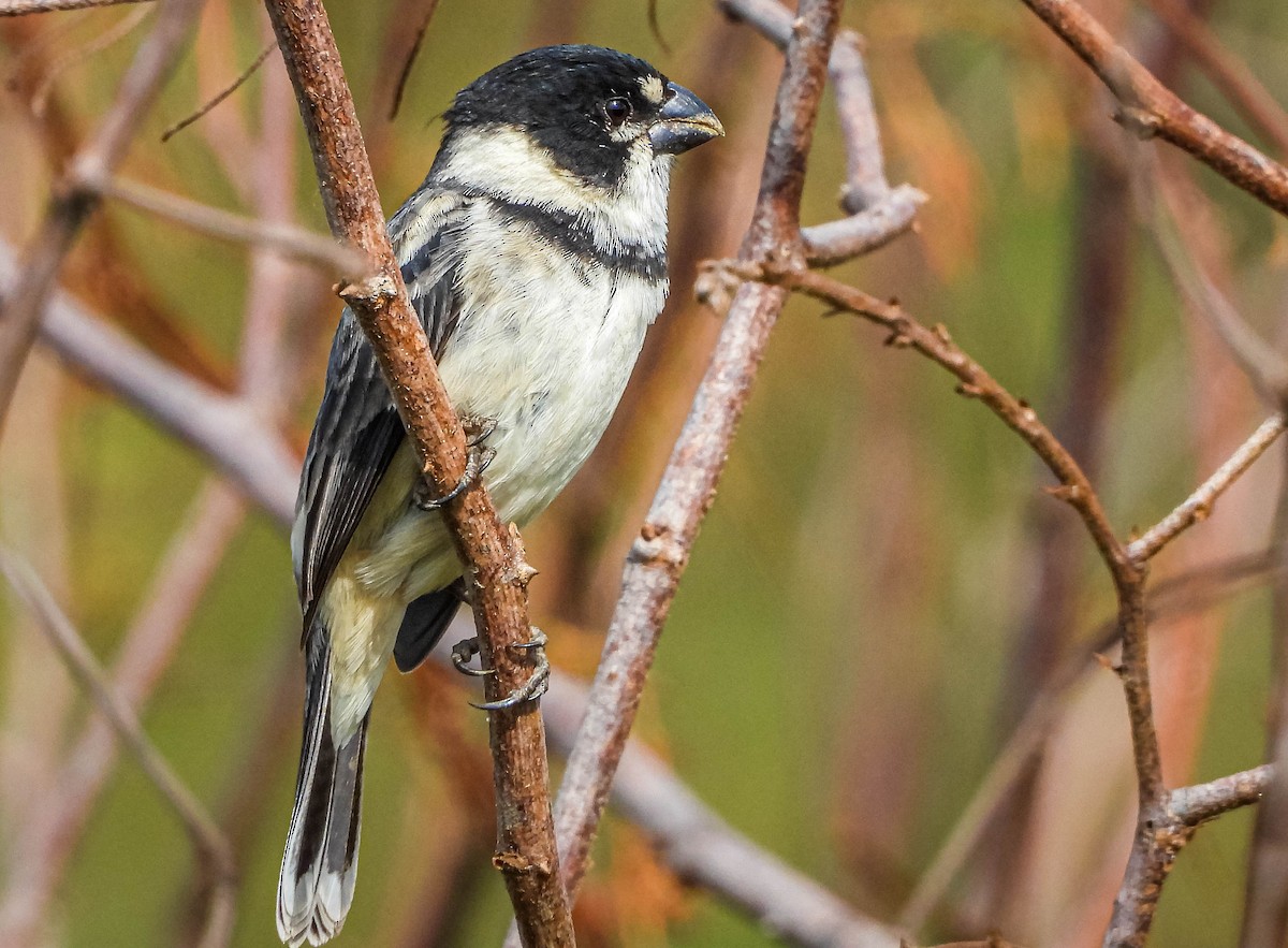 rustnakkefrøeter - ML644329332