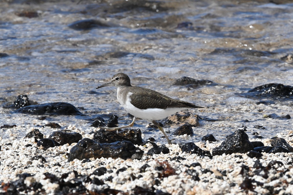 Common Sandpiper - ML644329333