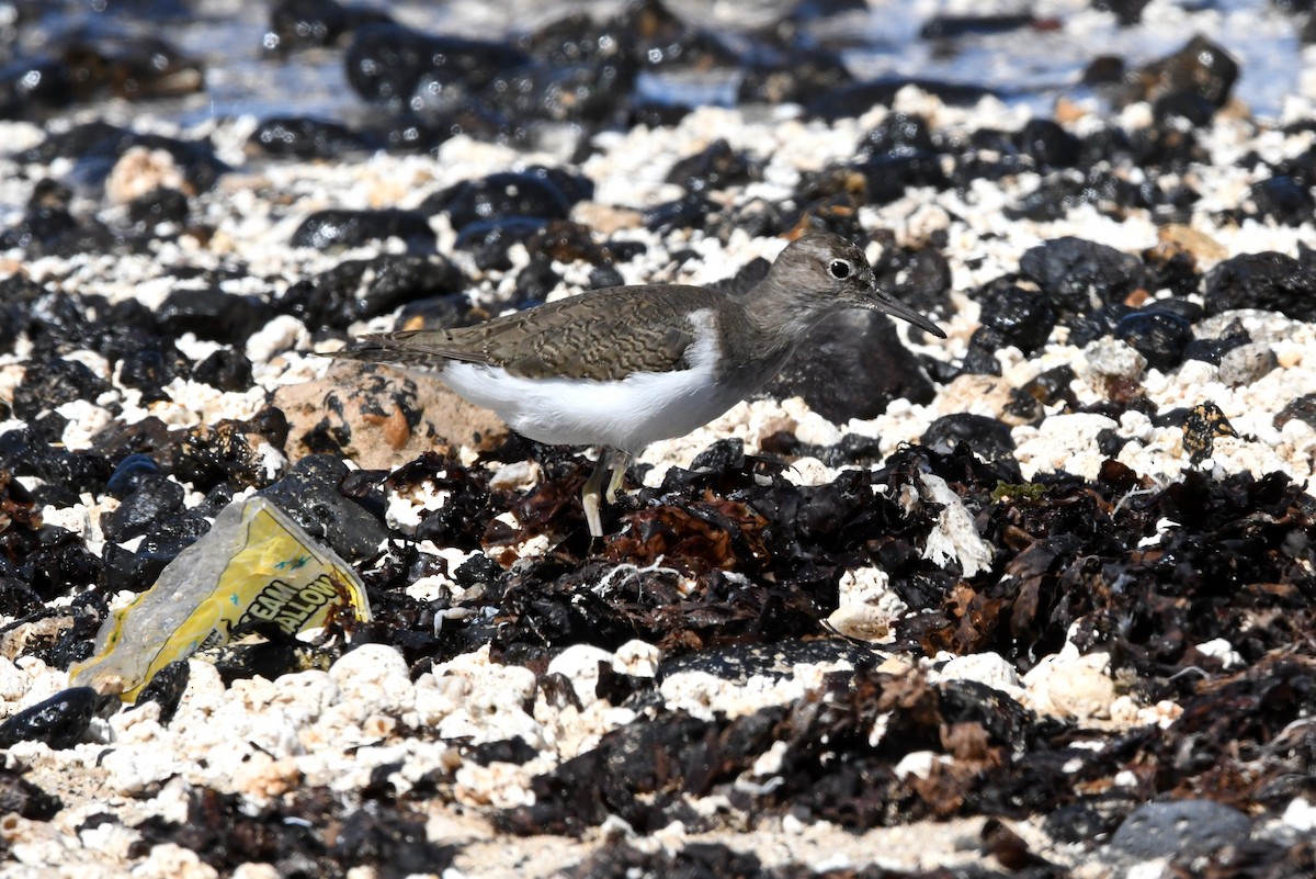 Common Sandpiper - ML644329334
